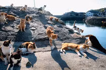 Bật mí về "vương quốc mèo" có dân số đông hơn con người