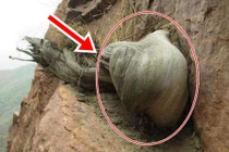 Lên núi hái thuốc, chàng trai vớ được “khúc gỗ” đáng giá ngàn vàng 