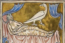 Giai thoại loài chim "thần" có khả năng chữa lành bệnh tật 