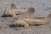 8 sinh vật độc - lạ nhất Việt Nam, số 5 cực đặc biệt 