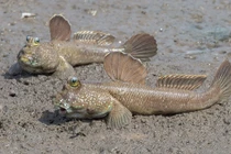 8 sinh vật độc - lạ nhất Việt Nam, số 5 cực đặc biệt 