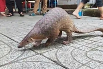 Top động vật đi lạc ở Việt Nam... toàn loài “sánh ngang vàng ngọc” 
