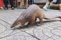 Top động vật đi lạc ở Việt Nam... toàn loài “sánh ngang vàng ngọc” 