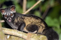 Thả cầy vòi hương 3,8 kg về rừng: Loài quý hiếm nhất Việt Nam!