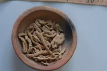 Khai quật mộ cổ, chuyên gia tái mặt thấy thịt bò "lạ" bên trong 