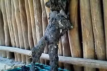 Chấn động những vụ phát hiện “xác người ngoài hành tinh" trên Trái đất 