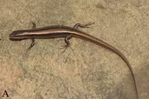 Việt Nam phát hiện loài thằn lằn mới tại Hoà Bình