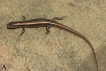 Việt Nam phát hiện loài thằn lằn mới tại Hoà Bình