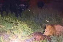 Trâu rừng húc bay cả trâu con trước nanh vuốt sư tử