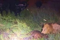 Trâu rừng húc bay cả trâu con trước nanh vuốt sư tử