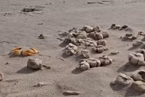 Phát hiện "bóng bầu dục" ngọ nguậy trên bãi biển, ai cũng hoảng hồn 