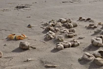 Phát hiện "bóng bầu dục" ngọ nguậy trên bãi biển, ai cũng hoảng hồn 