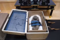 Chụp CT xác ướp “nàng tiên cá”, sự thật sắp hé mở? 