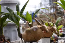 Độc lạ chơi Tết: dừa "hoa sen", bonsai dừa trâu độc lạ 