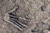 Sự thật giật mình 12 bàn tay được chôn dưới cung điện cổ Ai Cập