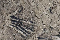 Sự thật giật mình 12 bàn tay được chôn dưới cung điện cổ Ai Cập