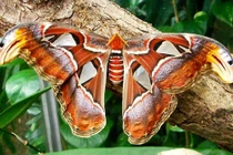 Vẻ đẹp loài bướm khế quý hiếm có tên trong Sách Đỏ Việt Nam