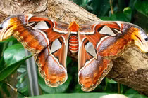 Vẻ đẹp loài bướm khế quý hiếm có tên trong Sách Đỏ Việt Nam