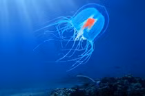 Top sinh vật độc dị, đảo ngược vòng đời để trường sinh