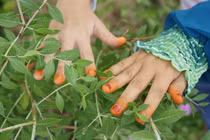 Vì sao người Việt có tục nhuộm móng trừ tà dịp Tết Đoan Ngọ? 