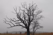 Ám ảnh giai thoại “cây của quỷ” ai chạm vào xui xẻo tận mạng