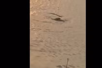 Sự thật cá sấu bơi lội ở hồ Tây gây xôn xao dư luận 