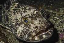 Kinh ngạc quái ngư có hàm răng độc dị, mỗi ngày thay 20 chiếc