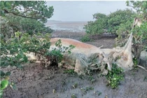 Xác cá voi dạt vào rừng ngập mặn Quan Lạn: Loài cực linh thiêng! 