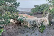 Xác cá voi dạt vào rừng ngập mặn Quan Lạn: Loài cực linh thiêng! 