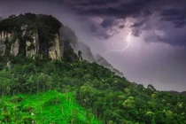 Độc lạ loài cây càng bị sét đánh càng khỏe, tiêu diệt đối thủ