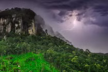 Độc lạ loài cây càng bị sét đánh càng khỏe, tiêu diệt đối thủ