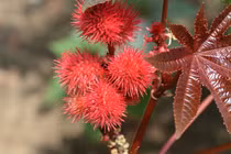 Giật bắn mình loài cây nguy hiểm chứa chất độc gấp 6.000 lần xyanua 