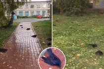 Rùng mình hàng trăm quạ đen lăn ra chết như "ngày tận thế" 