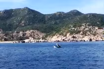 Cá voi xuất hiện, lặn ngụp ở vịnh Cam Ranh: Loài cực linh thiêng!