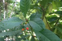 Giải mã loài cây dại đồn chữa bách bệnh, gồm cả COVID-19 