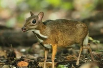 Ghi nhận cheo cheo Nam Dương tại Hòn Bà: Loài chỉ còn ở ĐNA! 