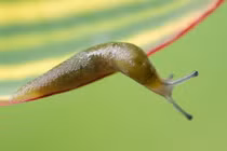 Kỳ lạ loài có số răng nhiều nhất lên tới 30.000 chiếc