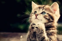 Từ 22/11 - 30/11/2023: 4 tuổi tài lộc lên hương, ai nhìn cũng muốn “xin vía” 