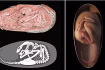 Phát hiện “báu vật” 66 triệu tuổi, cả thế giới phải kinh ngạc vì...