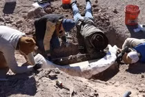 Đi săn hươu, bất ngờ đụng trúng ngà voi ma mút đáng giá ngàn vàng 