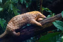 TP.HCM tiếp nhận tê tê Java: Động vật rừng nguy cấp! 