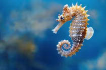 Kiểu đẻ con độc dị của động vật, loài người tròn mắt kinh ngạc