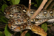 Thót tim những loài rắn khủng nhất Trái đất, đi săn theo bầy