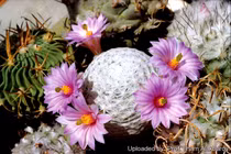 Độc lạ loài xương rồng tròn vo hệt quả bóng golf