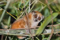 Thả gấp hai con cu li về rừng Bình Phước: Loài cực nguy cấp! 