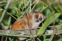 Thả gấp hai con cu li về rừng Bình Phước: Loài cực nguy cấp! 