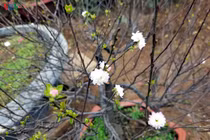 Ngắm vườn nhất chi mai giá bạc triệu được nhiều người săn lùng dịp Tết