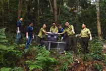 Thả nhiều cá thể chim quý hiếm về Vườn Quốc gia Tam Đảo