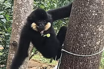 Vượn đen má hung xuất hiện ở Đà Nẵng: Loài bản địa siêu hiếm! 