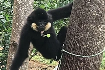 Vượn đen má hung xuất hiện ở Đà Nẵng: Loài bản địa siêu hiếm! 